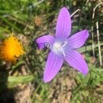 Campanula patula Blomst