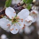 Prunus spinosa पत्ता