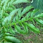 Amorphophallus paeoniifolius Fulla