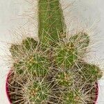 Echinocereus maritimus Кара