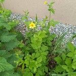 Geum macrophyllumLapas