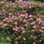 Calliandra selloi Habitus