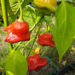 Capsicum baccatum Gyümölcs