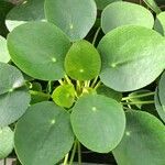 Pilea peperomioides Лист