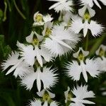 Pecteilis radiata പുഷ്പം