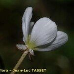 Ranunculus ololeucos Flor