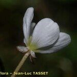 Ranunculus ololeucos Цветок