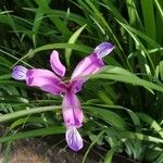 Iris graminea Flower