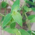 Callisia repensLapas