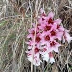 Bergenia ciliata 花