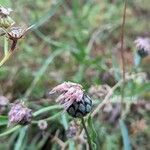 Centaurea scabiosaFruit