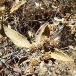 Baccharis salicifolia Blatt