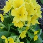 Primula × polyantha Blüte