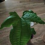 Dioscorea sansibarensis Hoja