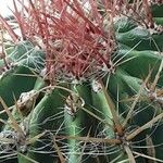 Ferocactus pilosus Ліст