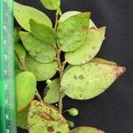 Sphyrospermum ellipticum Otro