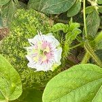 Passiflora ciliata Fleur