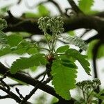 Sorbus mougeotii Levél