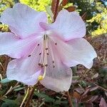Rhododendron williamsianum Flower