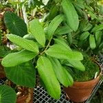 Pimenta dioica Leaf