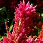 Celosia argentea 花