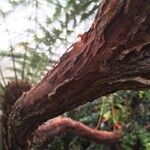 Rhododendron maddenii Bark