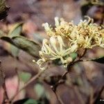 Stenocarpus tremuloides 花