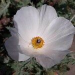 Argemone albiflora Квітка