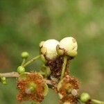 Aphloia theiformis Fruit