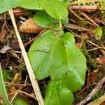 Epigaea repens Leaf