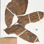 Ryania spruceana Leaf