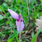 Cyclamen hederifoliumപുഷ്പം