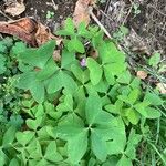 Oxalis latifolia Foglia