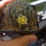 Mammillaria prolifera Квітка