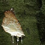 Funtumia africana Ŝelo