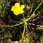 Drosophyllum lusitanicum ফুল