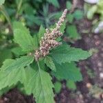 Chenopodium giganteum Other