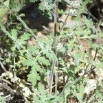 Phacelia distans Lehti