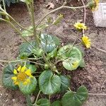 Farfugium japonicum Folha