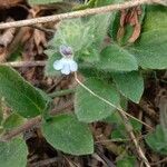 Lepidagathis fasciculata Blüte