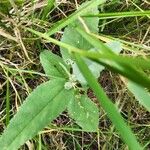 Melhania ovata Leaf