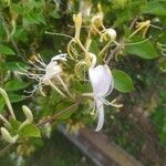 Lonicera caprifolium Kvet