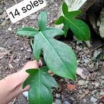 Philodendron panduriforme Leaf