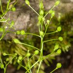 Kernera saxatilis Fruit