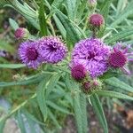 Vernonia arkansana Flower