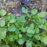 Rorippa nasturtium-aquaticum Leaf