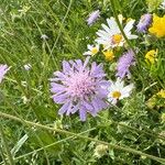 Knautia arvernensis Floare