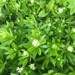 Galium odoratumBlomst