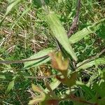 Melampyrum arvense Leaf