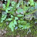 Cardamine bonariensis Fruit